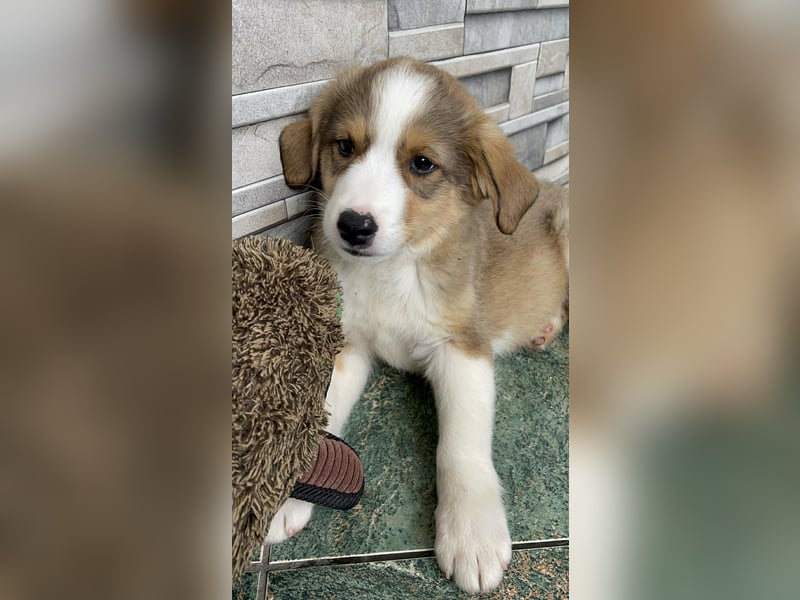 PEER - sanfte Seele sucht seine Menschen *reserviert*