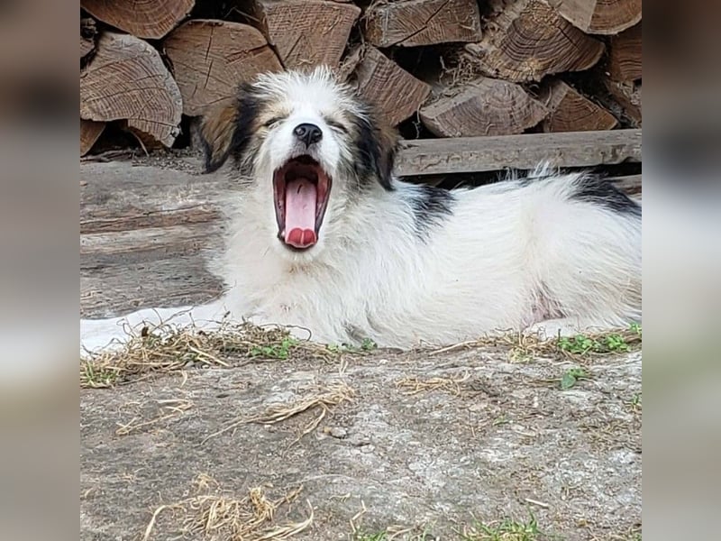 HEIDI - liebevolles Hundekind