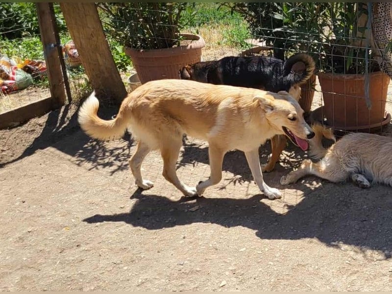 LENNI - bringt Lebensfreude ins Haus