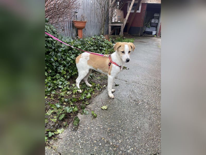 HANNAH - sucht ihre Menschen