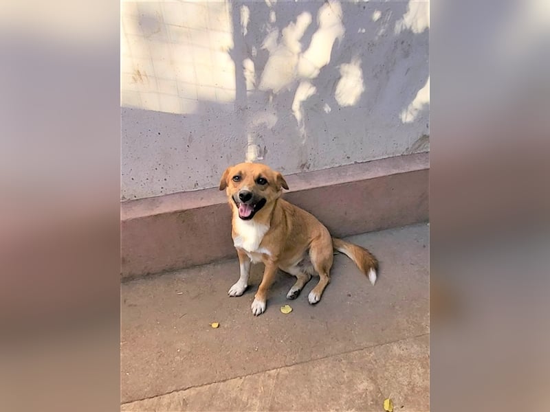 RICKY - sucht seinen sicheren Hafen