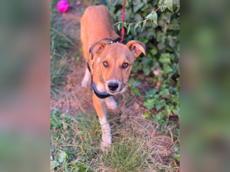 ROCKY - toller Hundebub