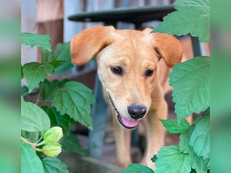 AMBER - tolles Hundemädchen