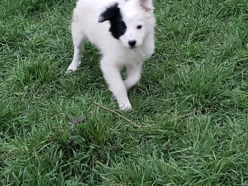 NUKA - liebevolles Hundemädchen