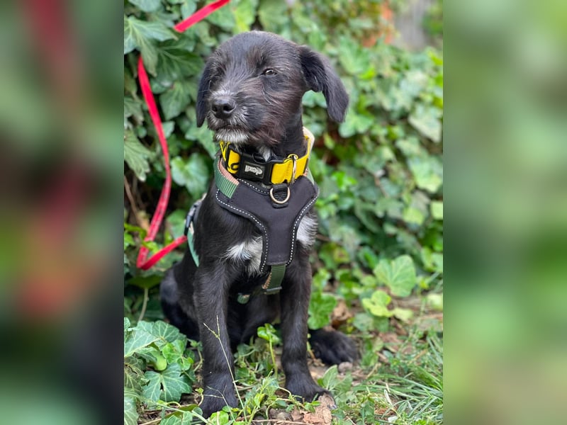 MILLIE - liebevolles Hundemädchen sucht ihr Zuhause