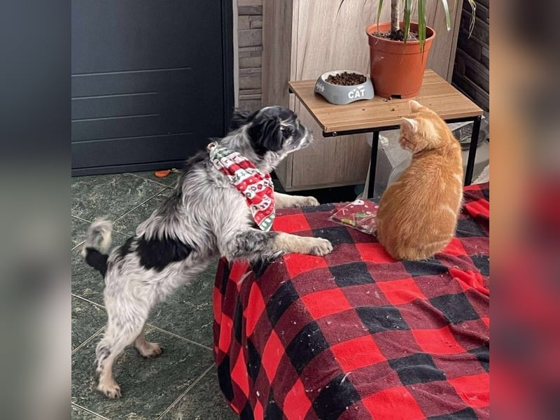 SADIE - Traumzuhause gesucht