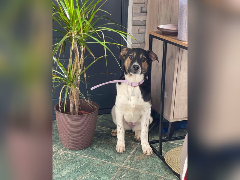 MELODY - Traumzuhause gesucht