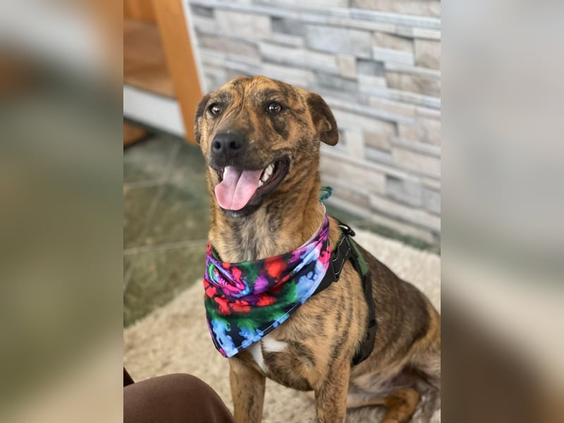 MOLLY - aufgewecktes Hundemädchen