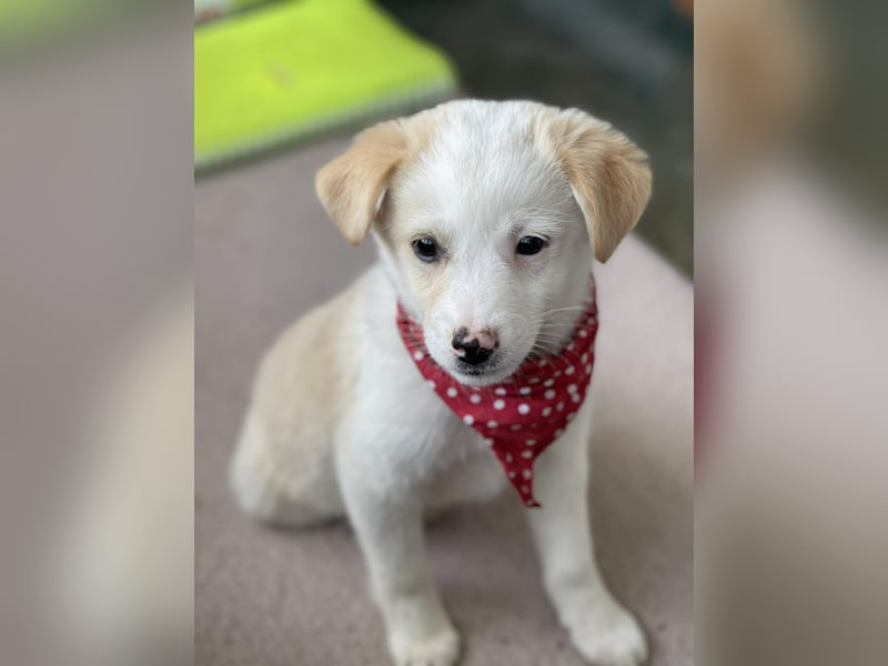 PRESTON - Zuckerbub sucht seine Menschen *reserviert*