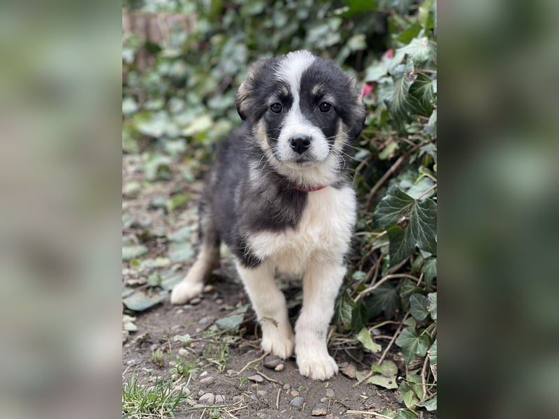 NALA - sanfte Seele sucht ihre Menschen *reserviert*