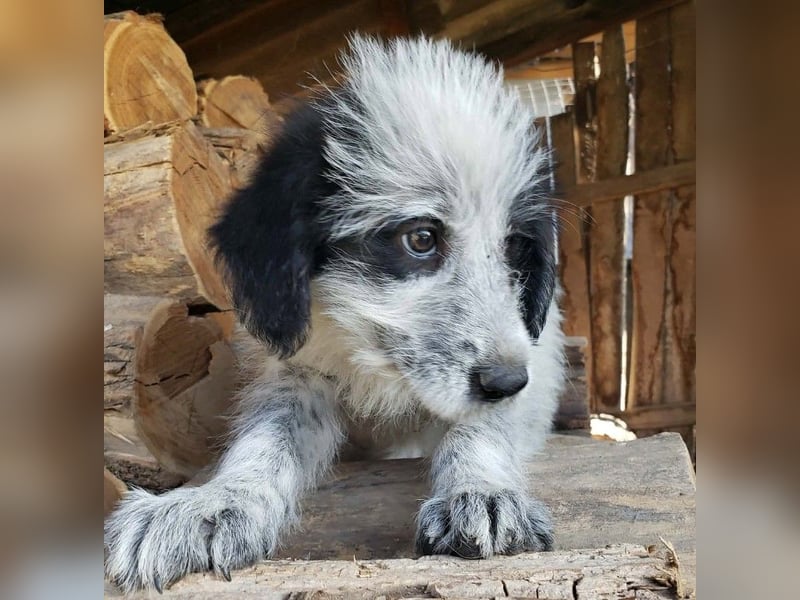 ARYA - zuckersüßes Hundekind