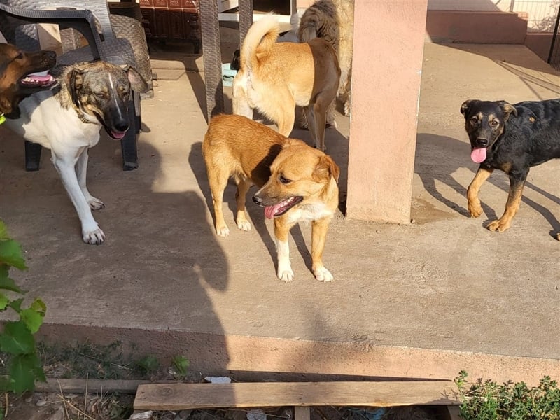 RICKY - sucht seinen sicheren Hafen