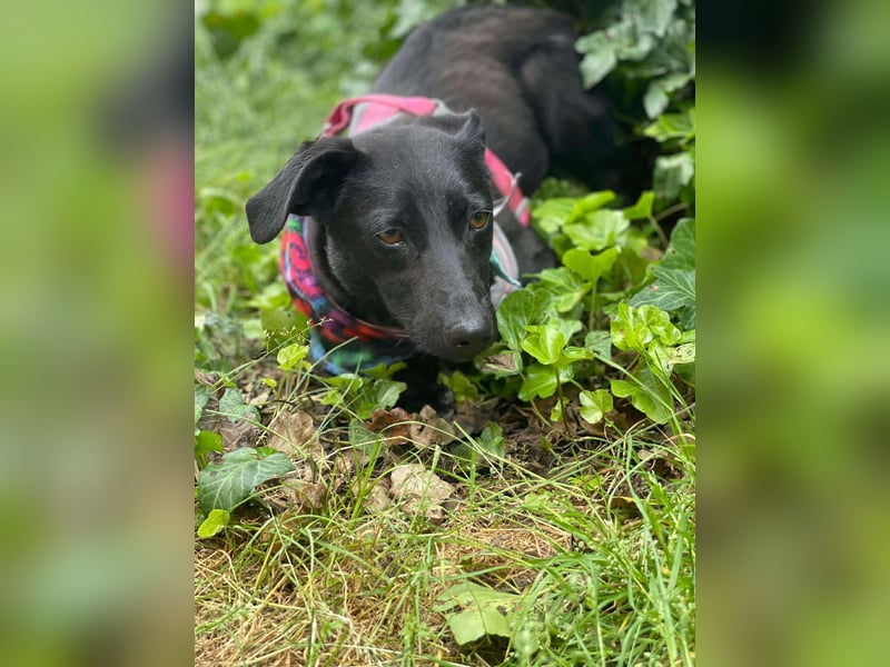 MYLA - schüchternes Mädchen sucht ihre Menschen