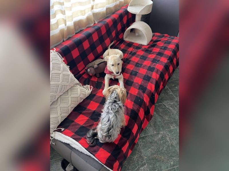 MELISSA - Zuhause gesucht