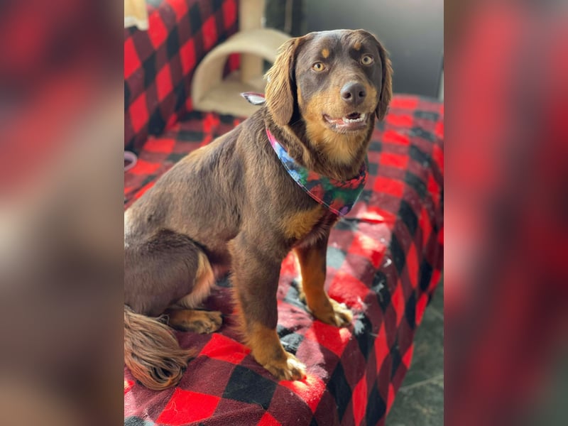 ROSIE - verspielte Schönheit *reserviert*