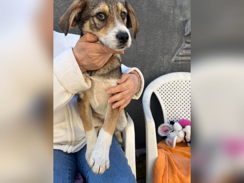 SIMBA - Traumzuhause gesucht