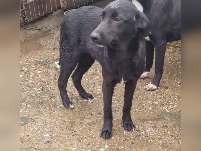 ALLY - schwarze Schönheit