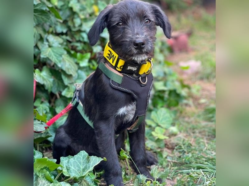 MILLIE - liebevolles Hundemädchen sucht ihr Zuhause
