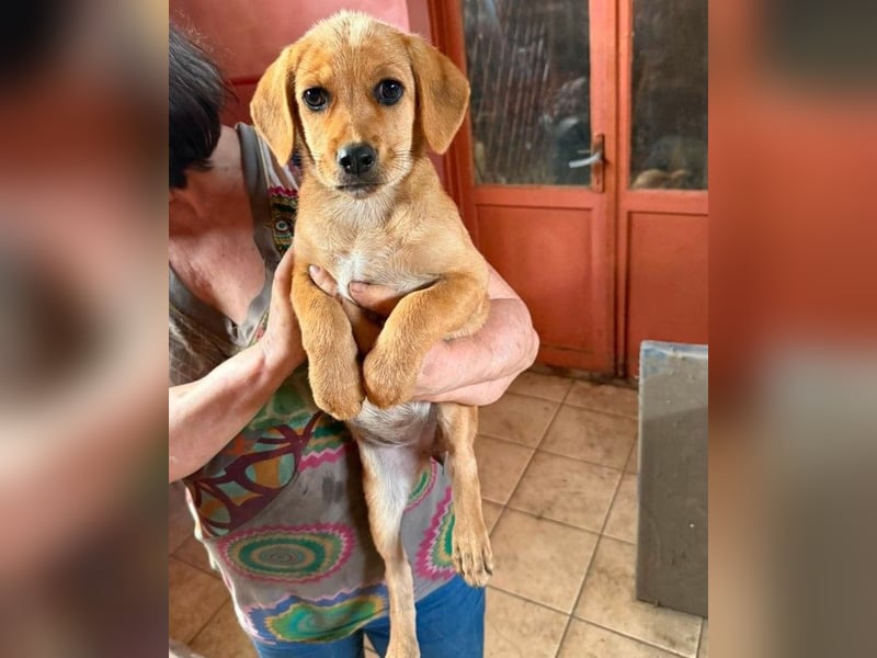 LEXI - sucht ihr Für-immer-Zuhause