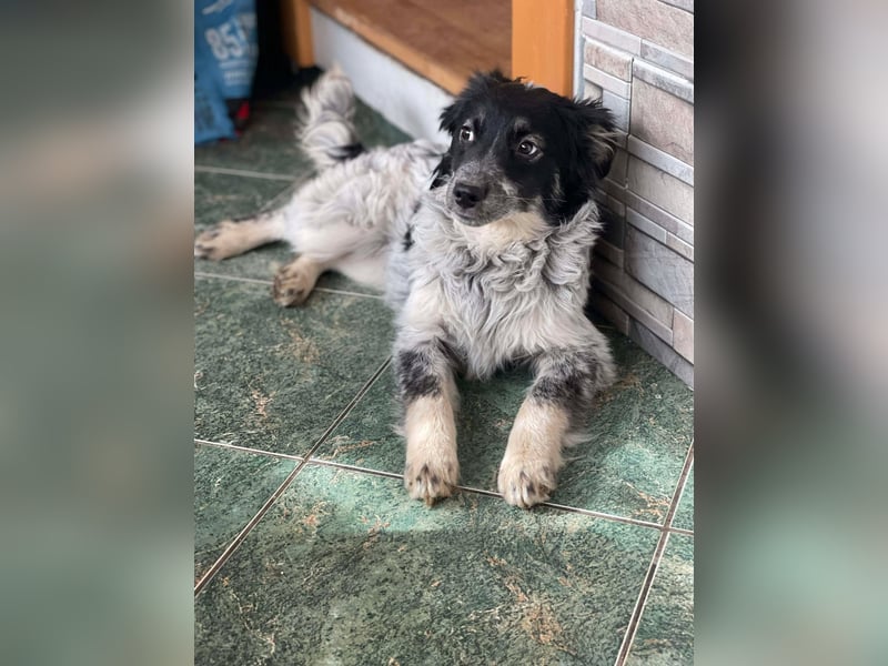 SADIE - Traumzuhause gesucht