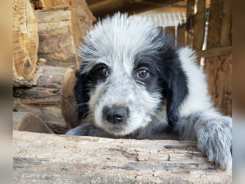 ARYA - zuckersüßes Hundekind