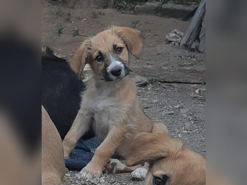 FRIEDA - Traumzuhause gesucht