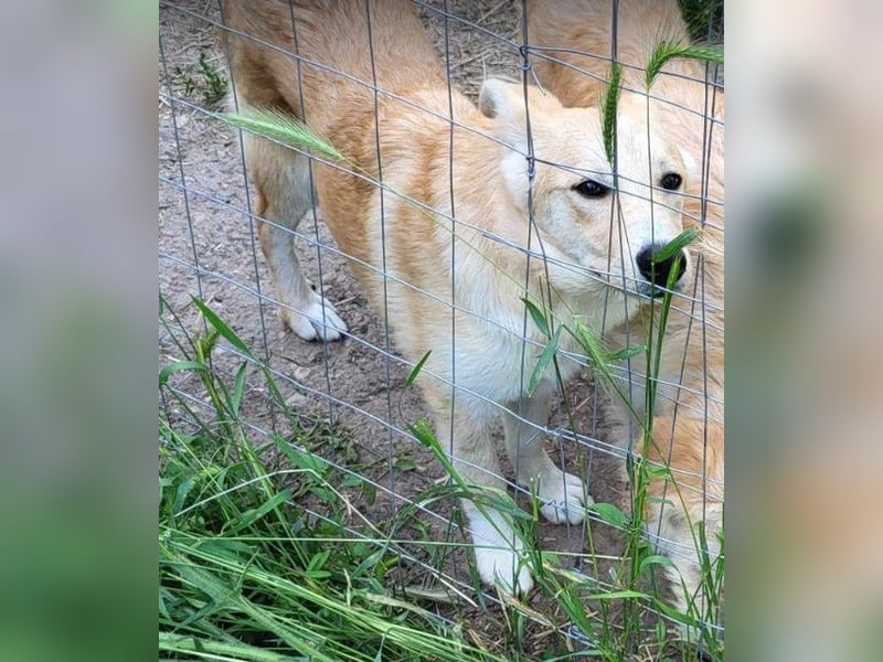 LENNI - bringt Lebensfreude ins Haus