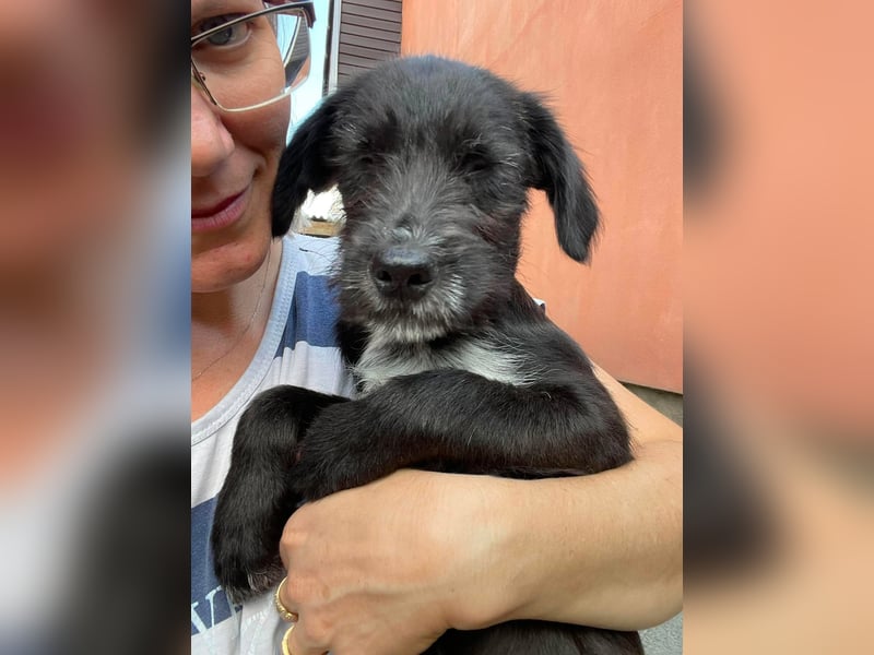 MILLIE - liebevolles Hundemädchen sucht ihr Zuhause