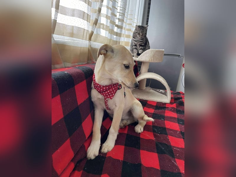 MELISSA - Zuhause gesucht