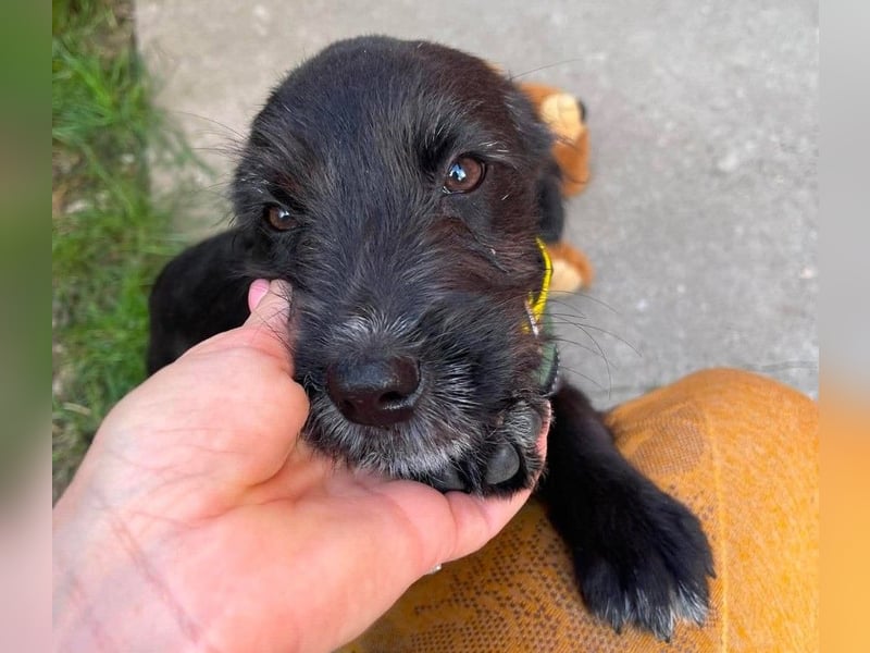 MILLIE - liebevolles Hundemädchen sucht ihr Zuhause