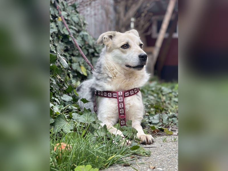 MAYA - sucht ihre Menschen