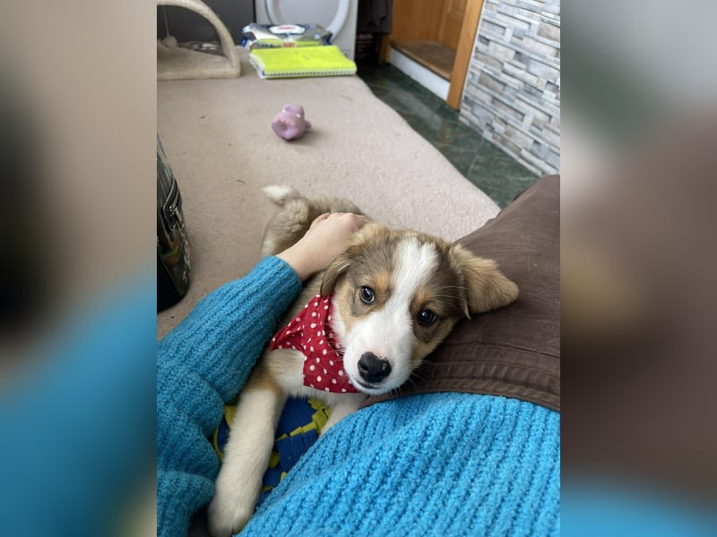 PEER - sanfte Seele sucht seine Menschen *reserviert*