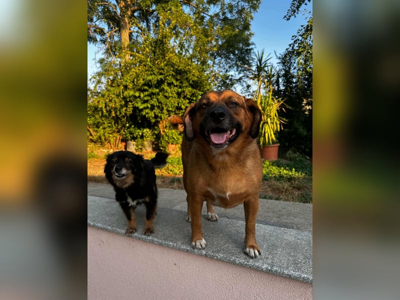 SHELDON - ein absoluter Traumhund