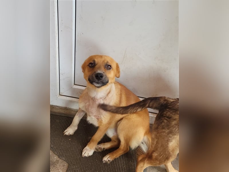 RICKY - sucht seinen sicheren Hafen