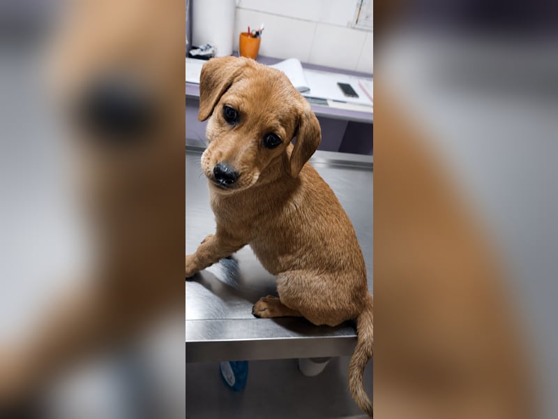 LEXI - sucht ihr Für-immer-Zuhause