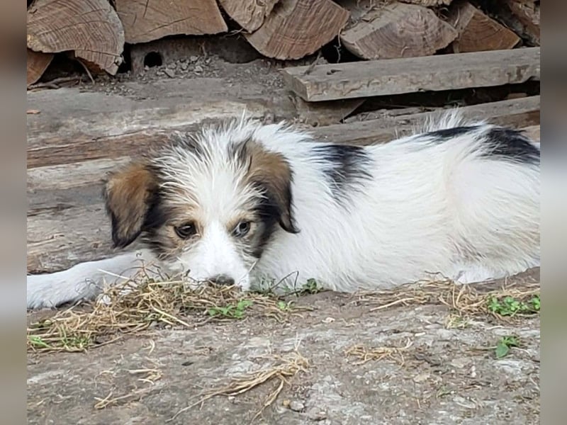 HEIDI - liebevolles Hundekind