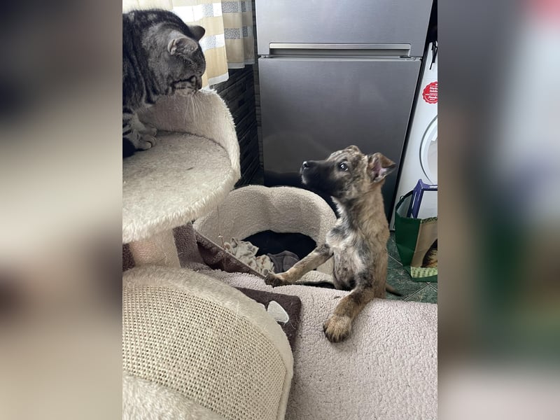 MAXI - liebevoller Hundebub