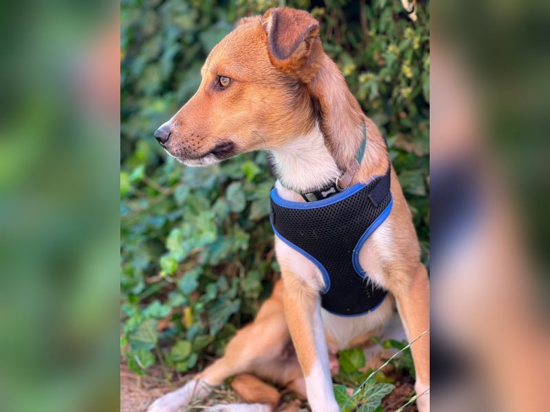 ROCKY - toller Hundebub