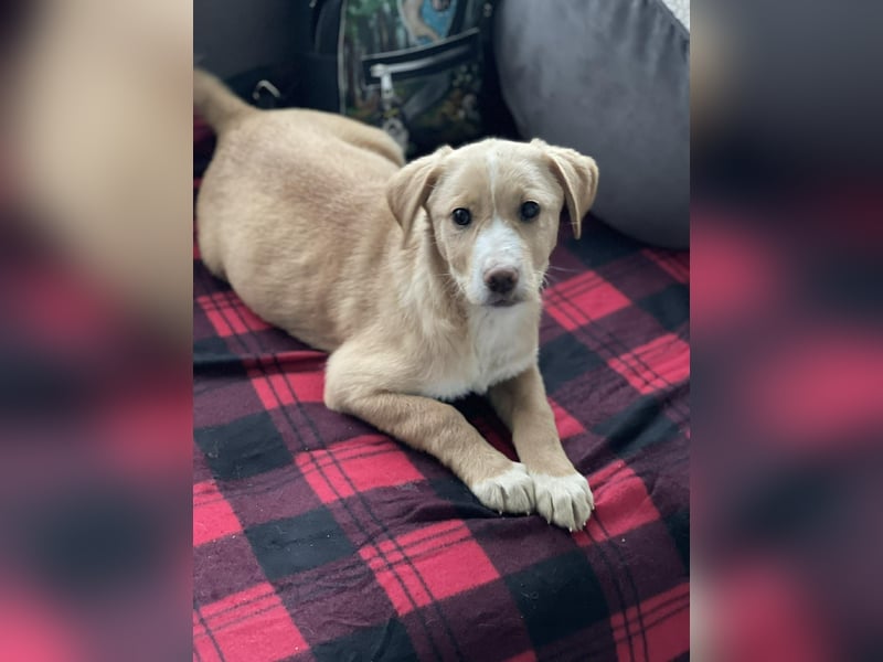 PAULA - liebevolles Hundemädchen *reserviert*