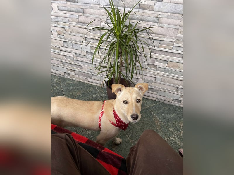 MELISSA - Zuhause gesucht