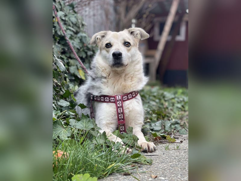 MAYA - sucht ihre Menschen