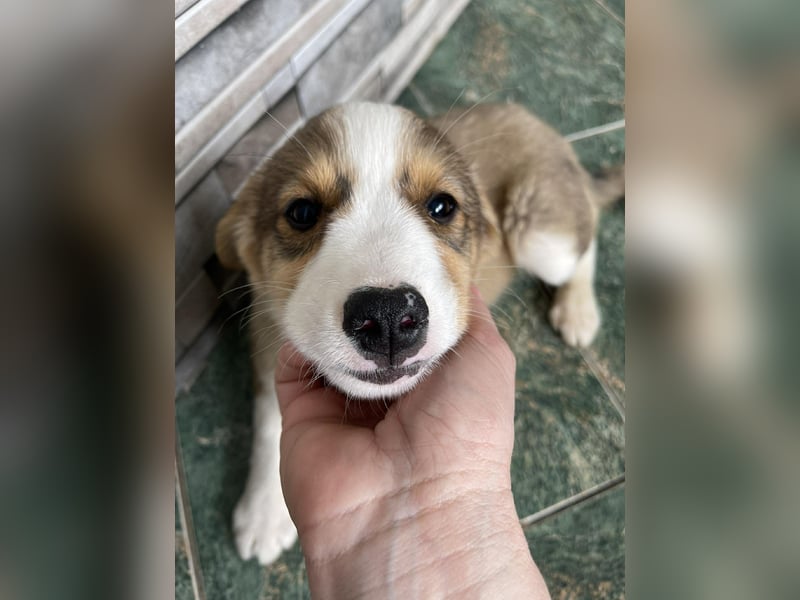 PEER - sanfte Seele sucht seine Menschen *reserviert*