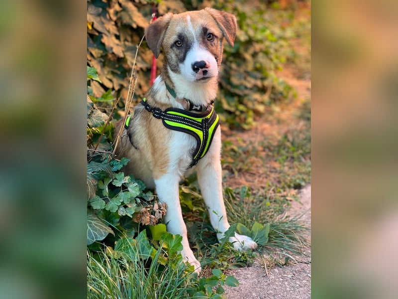 KOA - Traumzuhause gesucht