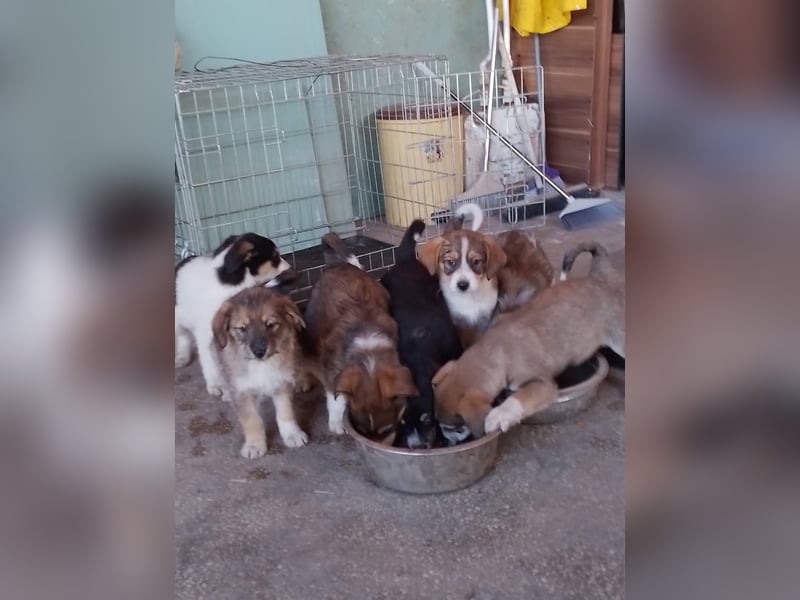 SIMBA - Traumzuhause gesucht