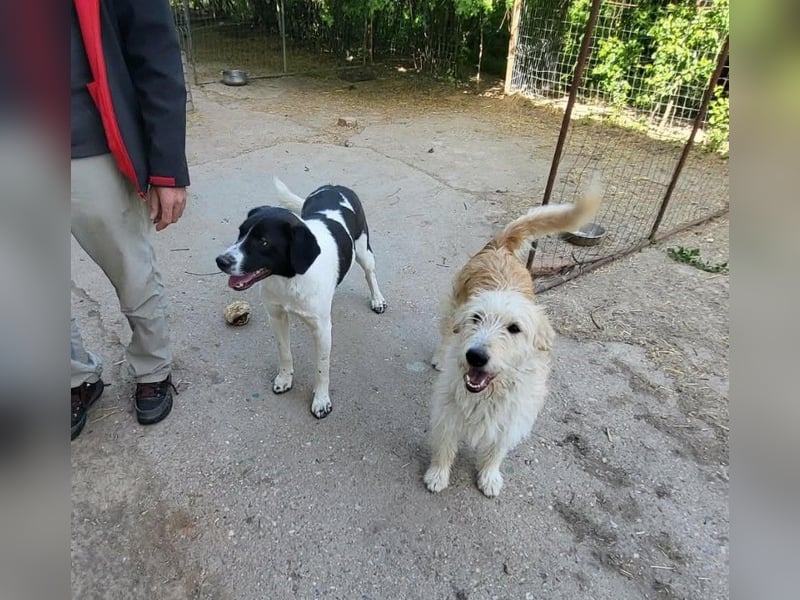 LUCA - ist bereit für Abenteuer *reserviert*