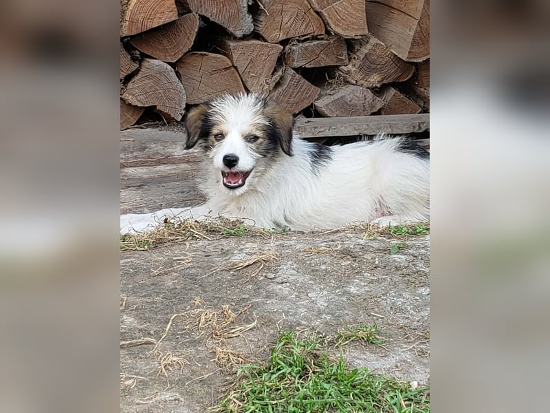 HEIDI - liebevolles Hundekind