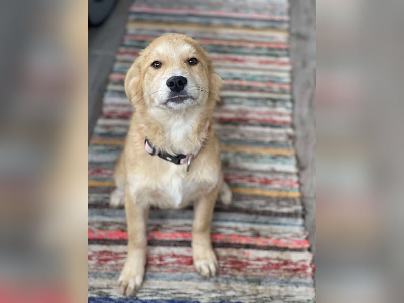 CRUMPET - verspielte Schönheit