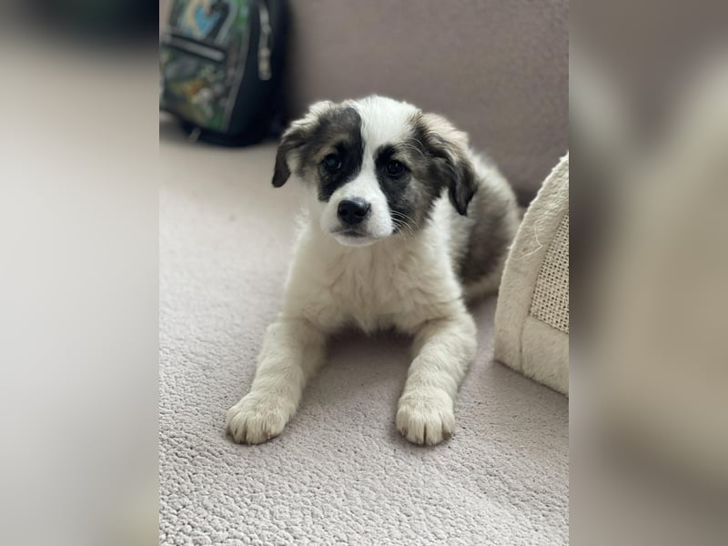 BELLA - sucht ihr Für-immer-Zuhause