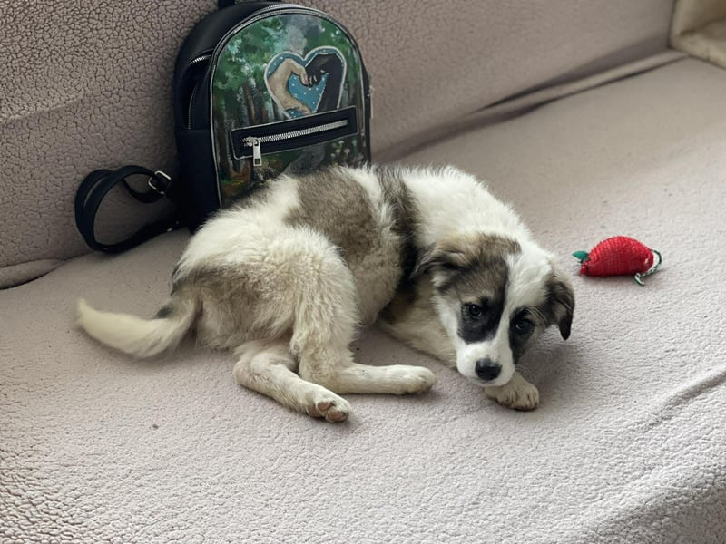 BELLA - sucht ihr Für-immer-Zuhause