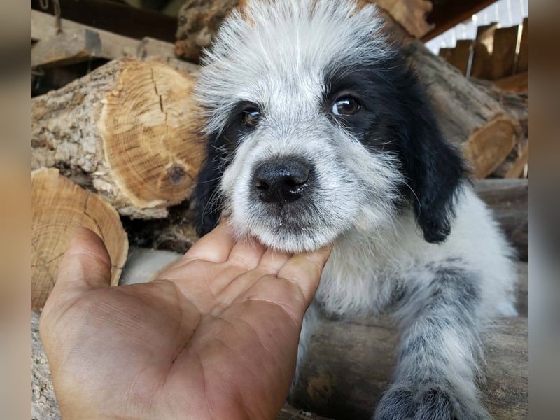 ARYA - zuckersüßes Hundekind